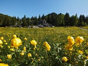 14 Estese fioriture di botton d'oro...